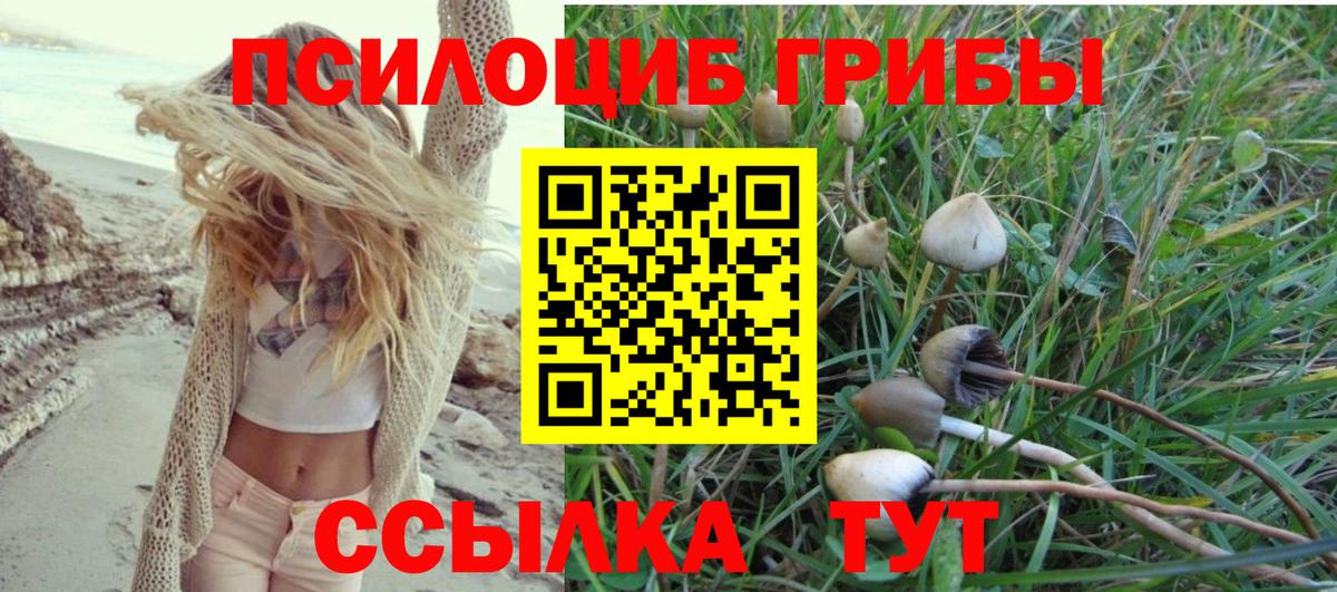 Псилоцибиновые грибы Psilocybe Избербаш